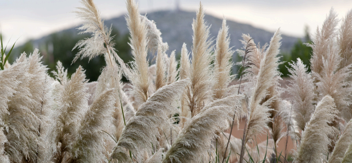 The Hidden Fire Risk of Pampas Grass